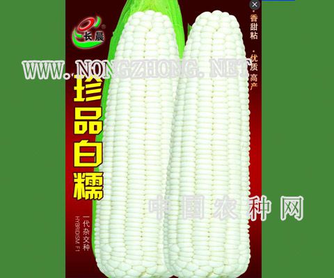 珍品白糯